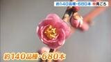 寒さ落ち着き『梅』見ごろ 約140品種・680本 万博記念公園に一足早い春の訪れ|TBS NEWS DIG