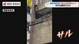 「脅したり餌を与えないで」長崎市の繁華街でサルの目撃情報相次ぐ | 長崎のニュース | 天気 | NBC長崎放送