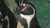 新屋島水族館のリニューアル工事に伴い「引っ越し大作戦」始まる 山の上から魚や動物を移動 職員も右往左往【香川・高松市】|TBS NEWS DIG