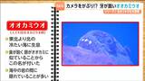カメラをがぶり！？牙が鋭いオオカミウオ　冷たい海に住む凶暴な魚！　|　宮城のニュース│tbc NEWS│tbc東北放送