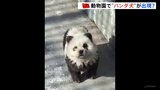 中国の動物園で「パンダ犬」が出現　その正体は毛を染めた犬のチャウチャウ|TBS NEWS DIG
