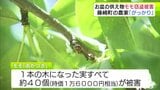 お盆の供え物用に収穫するはずが…モモ約40個が盗まれる 被害農家「腹がたってがっかりした」 青森県 | 青森のニュース│ATV NEWS│青森テレビ