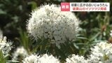 「青空ともすごく映える」活火山の山麓に”白いじゅうたん”　北海道東部・アトサヌプリ（硫黄山）で「イソツツジ」の大群落が見ごろ　可憐な花を楽しめるのは6月下旬ごろまで|TBS NEWS DIG