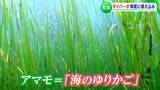 “海のゆりかご”で豊かな海にするプロジェクト 子どもたちが育てたアマモの苗を海中に【岡山】|TBS NEWS DIG