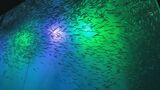 マイワシが“夜空を流れる流星群”に 冬限定の水中ショー「まばたき厳禁で楽しんで」約1万5000匹と4色のLEDライトで幻想的 南知多ビーチランド　|　名古屋・愛知・岐阜・三重のニュース【CBC news】 | CBC web