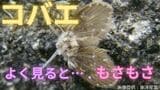「コバエ発生はお家での異常のサイン？！」害虫駆除のプロが教える「超簡単な撃退法」とは？？【画像閲覧注意】　|　岡山・香川のニュース | 天気 | RSK山陽放送