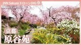 京都の隠れた桜の里「原谷苑」【JNN sakuraドローンDIG 2026】|TBS NEWS DIG