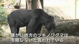 「暖かい地方のツキノワグマは冬眠しないともいわれる」　先月末に捕獲の地区で再びクマの痕跡　広島市郊外の目撃情報も相次ぐ|TBS NEWS DIG