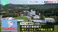 ブラジル南部で鳥インフル 商業用養鶏場で初、日本への輸出に影響も| TBS CROSS DIG with Bloomberg
