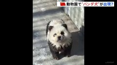中国の動物園で「パンダ犬」が出現　その正体は毛を染めた犬のチャウチャウ| TBS CROSS DIG with Bloomberg