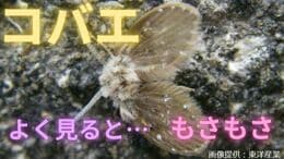 「コバエ発生はお家での異常のサイン?!」害虫駆除のプロが教える「超簡単な撃退法」とは??【画像閲覧注意】|TBS NEWS DIG