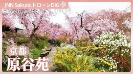 京都の隠れた桜の里「原谷苑」【JNN sakuraドローンDIG 2026】|TBS NEWS DIG