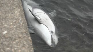 魚津の漁港にイルカ漂着？　浮かんだまま動かず…富山湾沖合を回遊のカマイルカか　富山・魚津市　|　富山のニュース｜天気・防災｜チューリップテレビ