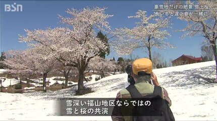冬と春の交点 豪雪地ならではの“絶景” 魚沼市福山峠の『雪上桜