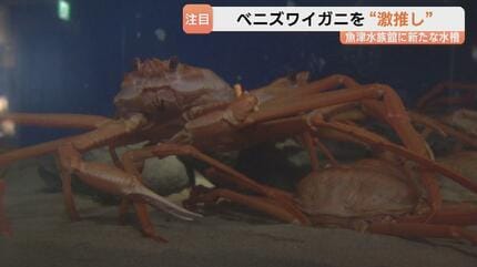 食べたくなった」富山湾のベニズワイガニ22匹が所狭し！魚津水族館に