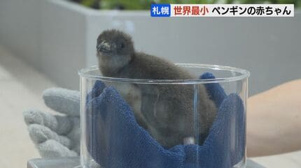 世界最小”フェアリーペンギンの赤ちゃんすくすく 誕生時29gから生後15