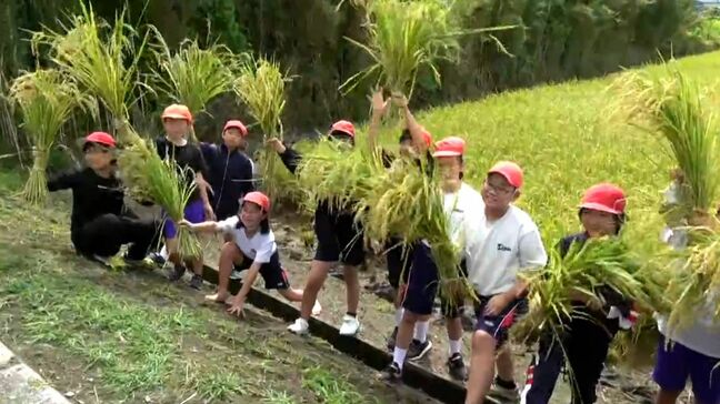 小学生が超早場米の稲刈り体験「疲れたけど嬉しい」 収穫は今月下旬ごろまで 鹿児島・南さつま市|TBS NEWS DIG