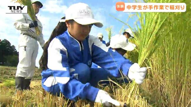 収穫するのは "ちょっと特別なコメ"　中学生が給食で食べるコメを手作業で収穫！ 食を学ぶ以外にも狙いが！（山形・大江町）|TBS NEWS DIG