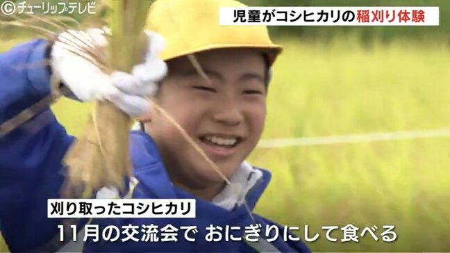子どもたちがコシヒカリの稲刈り体験 農業への理解深める 富山|TBS NEWS DIG