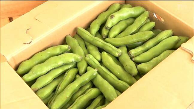 今が旬“ソラマメ”人気沸騰　道の駅に早朝から行列　1時間で完売　宮城・村田町|TBS NEWS DIG