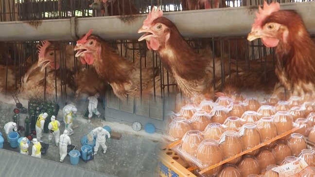 今季初の鳥インフル確認“物価の優等生”卵の価格が上昇傾向で「エッグショック」再来か？専門家「蔓延している状況は間違いない」|TBS NEWS DIG