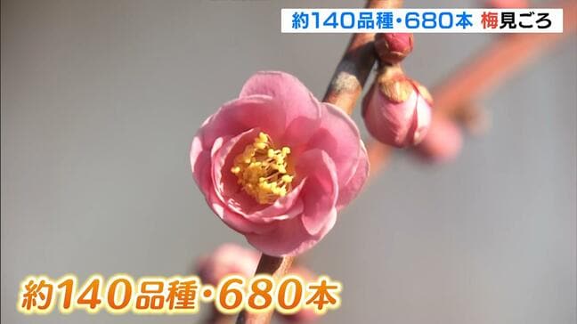 寒さ落ち着き『梅』見ごろ　約１４０品種・６８０本　万博記念公園に一足早い春の訪れ|TBS NEWS DIG