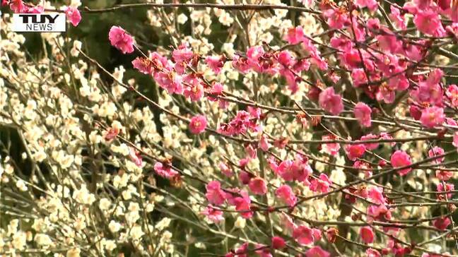 色鮮やかな紅梅と白梅　湯田川温泉梅林公園の梅が見ごろ（山形・鶴岡市）|TBS NEWS DIG
