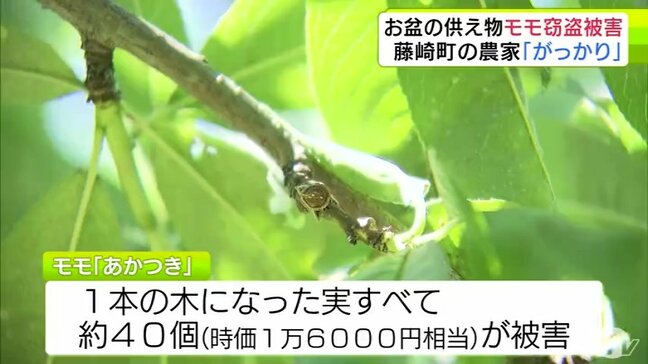 お盆の供え物用に収穫するはずが…モモ約40個が盗まれる 被害農家「腹がたってがっかりした」 青森県|TBS NEWS DIG