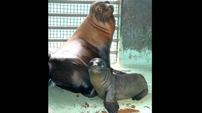 アシカの赤ちゃん、桂浜水族館で誕生　約8時間の難産、飼育員も歓喜「涙が出そうなぐらい、めちゃくちゃうれしかった」　|　高知のニュース・天気｜KUTV NEWS | KUTVテレビ高知