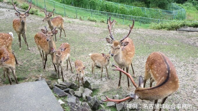 名古屋城のお堀で暮らすシカ 来年1頭増えるかも？8月に｢やまむらちゃん｣が老衰で死ぬ 今は母親とみられる｢もみじちゃん｣1頭に|TBS NEWS DIG