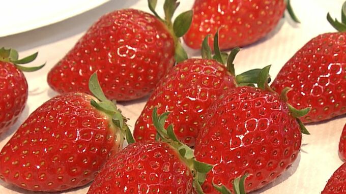 県産のブランド「晴苺」など9品種32点のイチゴ出品　栽培技術や品質向上目指し市役所で共進会【岡山】|TBS NEWS DIG