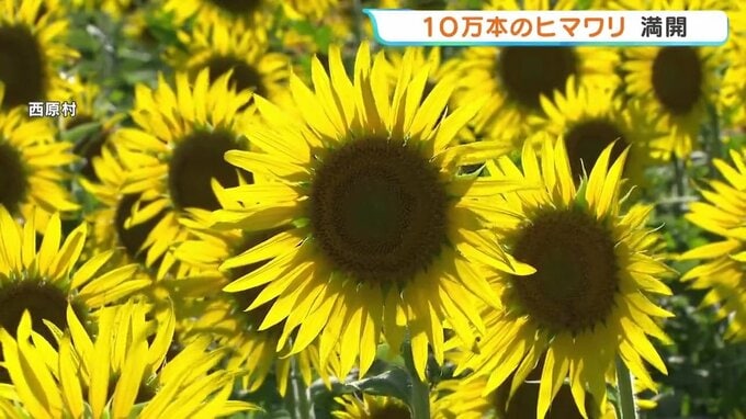 暗闇に浮かぶ10万本の満開ヒマワリ　10年前の熊本地震で被災した畑を彩る　熊本・西原村|TBS NEWS DIG