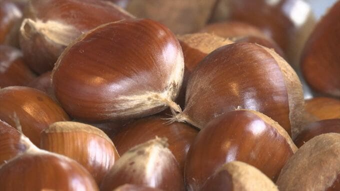 秋の味覚「クリ」が高い…そのワケとは　モンブランを200円値上げした洋菓子店も　|　BSSニュース | BSS山陰放送