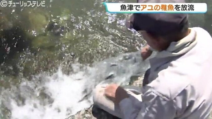 魚津で約3万3千匹のアユの稚魚 来月中旬のアユ漁の解禁を前に放流 富山　|　富山のニュース｜天気・防災｜チューリップテレビ