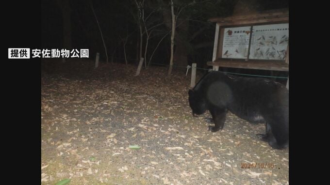 動物園でまたクマ目撃　作業中の職員がカモシカ舎付近で確認　数日前には園内のカメラに野生のツキノワグマの姿　どんぐりを食べた痕跡も　広島市安佐動物公園|TBS NEWS DIG