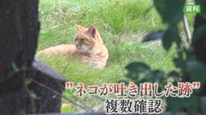 毒物混入か　危険なネコのエサ　地域ネコの見守り活動の場所で発見　おう吐の跡も　山梨|TBS NEWS DIG