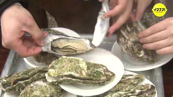 人気の“カキ祭り”が次々と中止に　暖冬で身入りが遅い傾向で「十分な数を確保できず」 広島　|　RCC NEWS | 広島ニュース | RCC中国放送