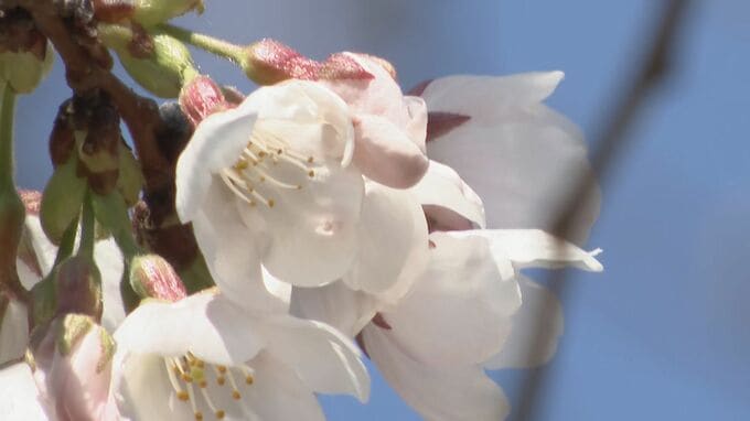 【速報】名古屋で桜開花 2023年などと並び観測史上最も早い 満開は3月26日予想|TBS NEWS DIG