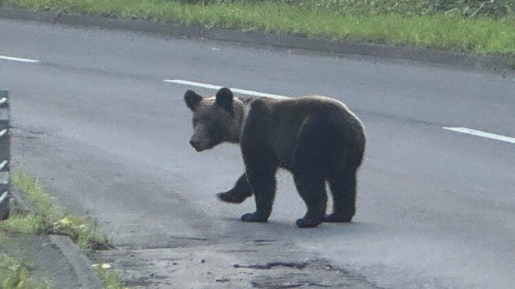 ツキノワグマとヒグマのハイブリッド個体がいる？」「山にドングリを
