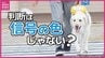 西日本最大の盲導犬訓練センターが広島市に開設へ「2人に1人が拒否」を変える一歩に 解消したい「誤解｣に 知っておきたい”心のバリアフリー”と正しい接し方　|　RCC NEWS | 広島ニュース | RCC中国放送