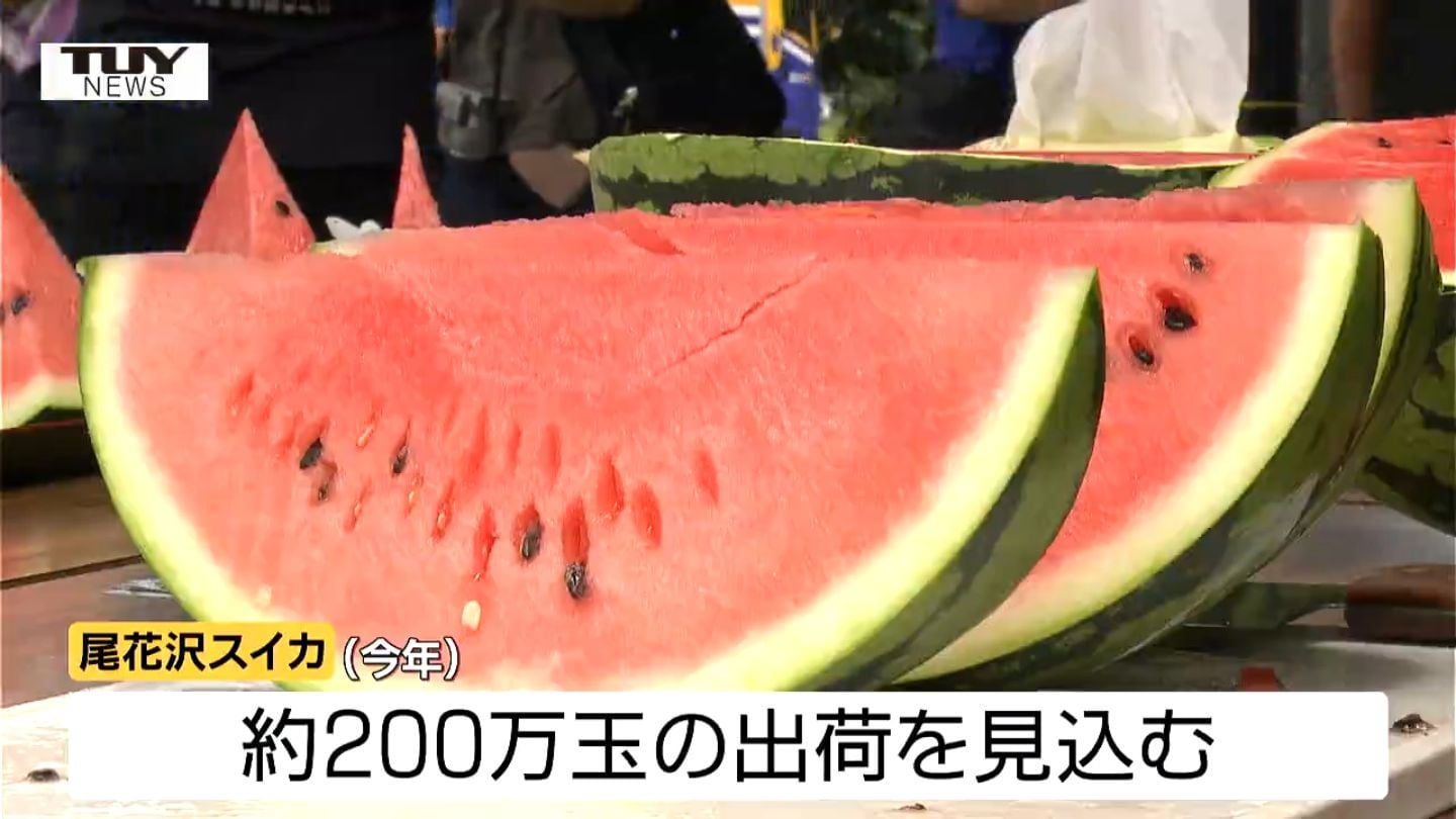 今年のスイカはとっても甘い！ 丸々と大きな尾花沢スイカの出荷が本格
