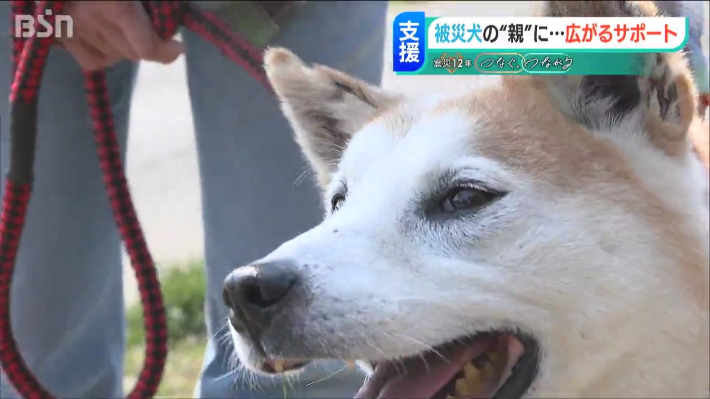 日常を奪われた”犬たちに…「大変な思いしてきたからこそ長生きして
