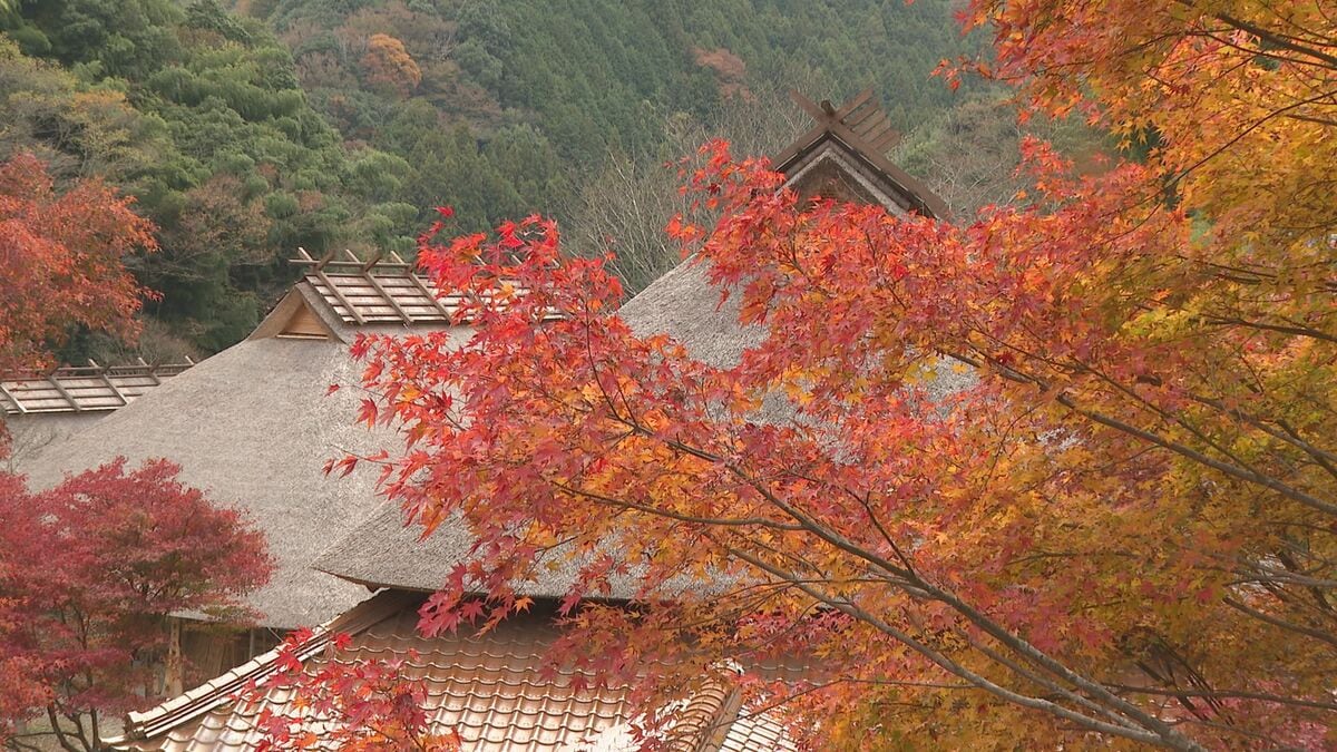 究極の田舎”重源の郷で色とりどりの紅葉が見頃 山口 | TBS NEWS DIG