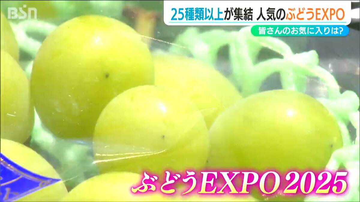 シャインマスカットに巨峰 “超レア品種”富士の輝き…『ぶどうEXPO』開催