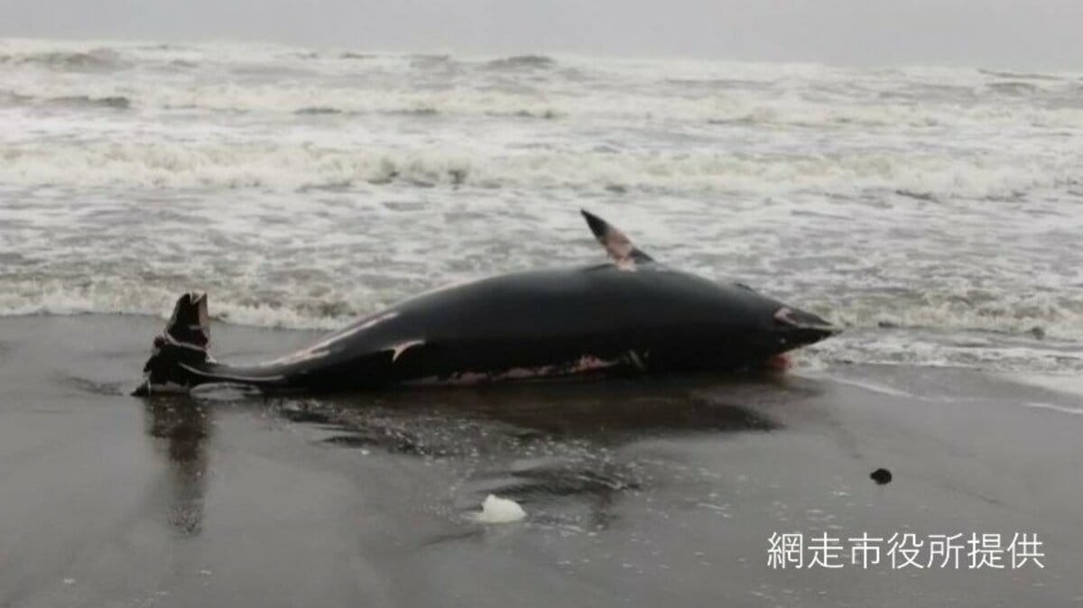 体長4mほどの死んだクジラ漂着、ミンククジラか…専門家が調査後に