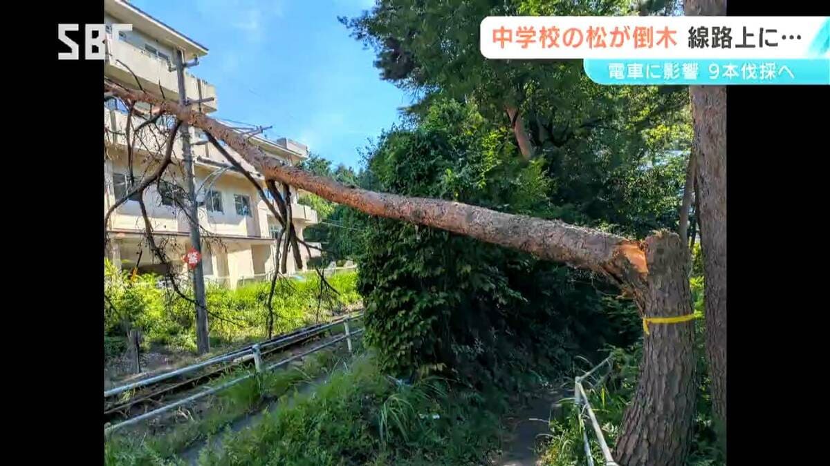 松本市の中学校 敷地内のアカマツ9本を伐採へ…倒木で電車運行に影響