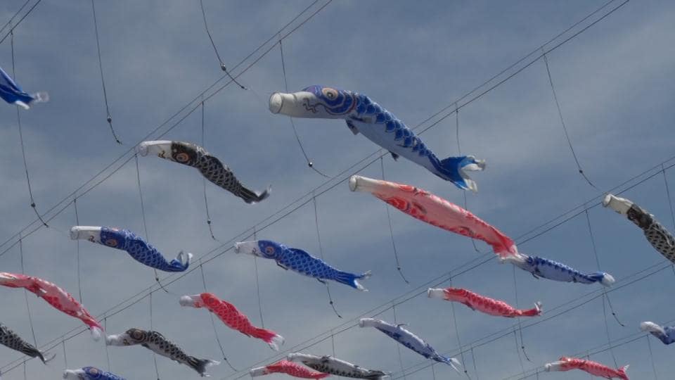 こいのぼり200匹が川面を彩る　嘉手納町比謝川