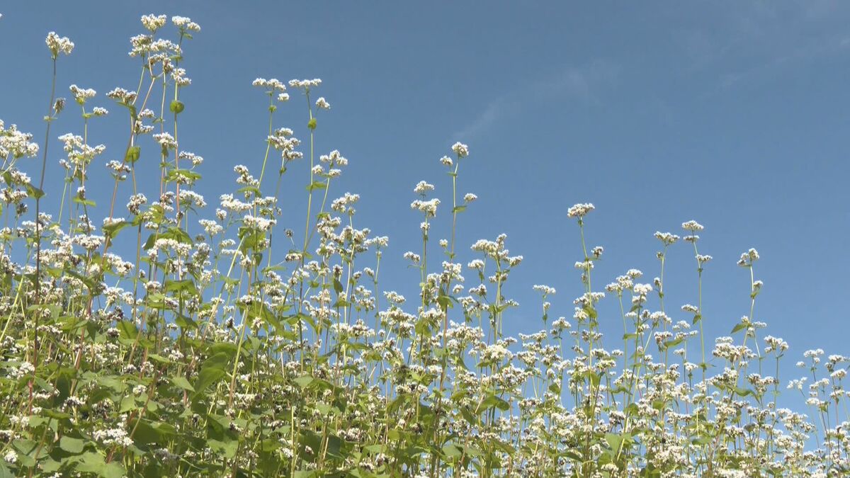 岐阜･高山市でソバの花が見ごろ「天気に恵まれソバにとって良い年」10月には“新そば”味わえる