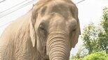 祝還暦！アジアゾウ「ダンボ」40年以上担当したレジェンド飼育員が記念のトークショー「色んなことをすぐに覚えた」＝静岡市・日本平動物園|TBS NEWS DIG
