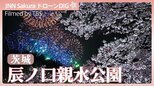 桜と花火の共演【JNN sakuraドローンDIG 2026】|TBS NEWS DIG